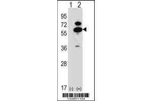 Western blot analysis of Oxsr1 using rabbit polyclonal Mouse Oxsr1 Antibody using 293 cell lysates (2 ug/lane) either nontransfected (Lane 1) or transiently transfected (Lane 2) with the Oxsr1 gene. (OXSR1 抗体  (N-Term))