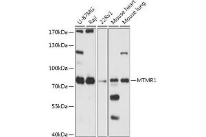 Western blot analysis of extracts of various cell lines, using MTMR1 antibody (ABIN7268763) at 1:1000 dilution. (MTMR1 抗体)