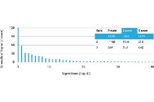 Protein Array (PAr) image for anti-Tachykinin Receptor 1 (TACR1) antibody (ABIN7455979) (TACR1 抗体)