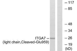 Western blot analysis of extracts from COS-7 cells, treated with etoposide (25uM, 1hour), using ITGA7 (light chain, Cleaved-Glu959) antibody. (ITGA7 抗体  (Cleaved-Glu959))