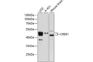 Western blot analysis of extracts of various cell lines, using CREB1 Rabbit pAb (ABIN7266053) at 1:1000 dilution. (CREB1 抗体  (AA 1-341))