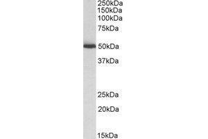 Western blot analysis: ALDH2 antibody staining of Mouse Liver lysate at 0. (ALDH2 抗体  (Internal Region))