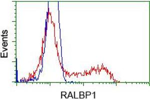 HEK293T cells transfected with either pCMV6-ENTRY RALBP1 (RC201524) (Red) or empty vector control plasmid (Blue) were immunostained with anti-RALBP1 mouse monoclonal (ABIN2453583), and then analyzed by flow cytometry. (RALBP1 抗体)