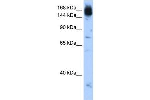 NCAPD2 antibody used at 0. (NCAPD2 抗体  (C-Term))