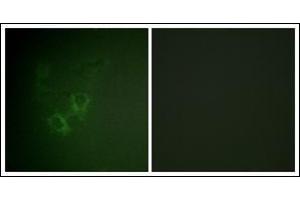 Immunofluorescence (IF) image for anti-Aryl Hydrocarbon Receptor (AHR) (N-Term) antibody (ABIN615857)