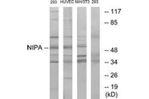 Western blot analysis of extracts from 293/HuvEc/NIH-3T3, using NIPA (Ab-354) Antibody. (ZC3HC1 抗体  (AA 320-369))
