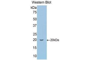 Western Blotting (WB) image for anti-Secretogranin II (SCG2) (AA 430-586) antibody (ABIN1860503) (SCG2 抗体  (AA 430-586))