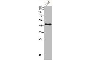 Western blot analysis of 293T lysis using MKP-1/2 antibody. (MKP-1/2 抗体)