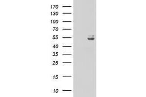 Image no. 1 for anti-Ubiquinol-Cytochrome C Reductase Core Protein I (UQCRC1) (AA 46-305) antibody (ABIN1491532) (UQCRC1 抗体  (AA 46-305))