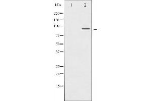 Western blot analysis of MSK1 expression in HT29 whole cell lysates,The lane on the left is treated with the antigen-specific peptide. (MSK1 抗体  (Internal Region))