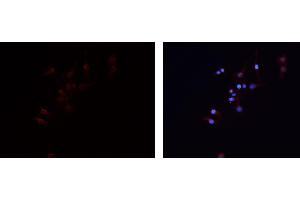ABIN6279474 staining HEPG2 cells by IF/ICC. (GNG7 抗体  (Internal Region))