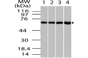 Image no. 1 for anti-Chaperonin (AA 50-300) antibody (ABIN5027110) (Chaperonin (AA 50-300) 抗体)