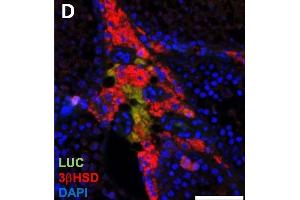 Luciferase expression in F1B-TMIR mouse testes. (HSD3B2 抗体)