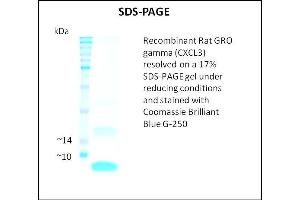 SDS-PAGE (SDS) image for Growth Regulated Oncogene gamma (GRO gamma) (Active) protein (ABIN5509447) (GRO gamma 蛋白)