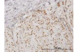 Image no. 1 for anti-Eukaryotic Translation Initiation Factor 2-alpha Kinase 2 (EIF2AK2) (AA 1-101) antibody (ABIN598901) (EIF2AK2 抗体  (AA 1-101))