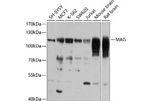 Western blot analysis of extracts of various cell lines, using MAG antibody (ABIN6128314, ABIN6143433, ABIN6143434 and ABIN6223006) at 1:1000 dilution. (MAG 抗体)