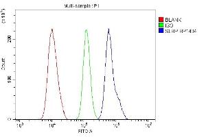 anti-Stem-Loop Binding Protein (SLBP) (AA 146-270) antibody