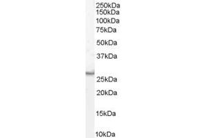 ABIN185615 (1µg/ml) staining of Human Duodenum lysate (35µg protein in RIPA buffer). (VTI1B 抗体  (Internal Region))