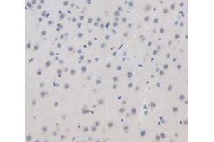 IHC-P analysis of Mouse Tissue, with DAB staining. (GAD 抗体  (AA 1-97))
