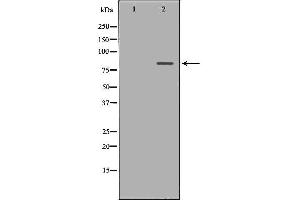 Western blot analysis of 293T  lysate using ATG7 antibody. (ATG7 抗体  (N-Term))