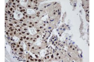 Image no. 7 for anti-Apurinic/Apyrimidinic Endonuclease 1 (APEX1) (AA 1-242) antibody (ABIN1490625) (APEX1 抗体  (AA 1-242))