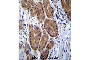 ZCRB1 Antibody (C-term) immunohistochemistry analysis in formalin fixed and paraffin embedded human stomach tissue followed by peroxidase conjugation of the secondary antibody and DAB staining.