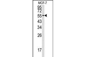 Western blot analysis of EEF1A1 Antibody (C-term) (ABIN390521 and ABIN2840873) in MCF-7 cell line lysates (35 μg/lane). (eEF1A1 抗体  (C-Term))