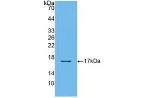 Detection of Recombinant TGFb2, Human using Polyclonal Antibody to Transforming Growth Factor Beta 2 (TGFb2) (TGFB2 抗体  (AA 303-414))
