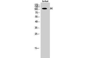 Western Blotting (WB) image for anti-TAO Kinase 3 (TAOK3) (Internal Region) antibody (ABIN3185262) (TAO Kinase 3 抗体  (Internal Region))