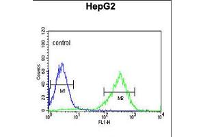 Flow cytometric analysis of HepG2 cells (right histogram) compared to a negative control cell (left histogram). (HFE2 抗体  (C-Term))