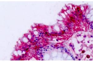 Anti-NPFF2 / NPFFR2 antibody IHC staining of human colon. (NPFFR2 抗体  (C-Term))