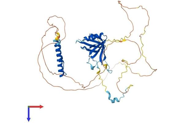 NUP50 Protein (AA 1-468) (His tag)