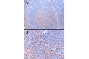 ABIN570910 (3µg/ml) staining of paraffin embedded Human Tonsil. (GATA3 抗体  (N-Term))
