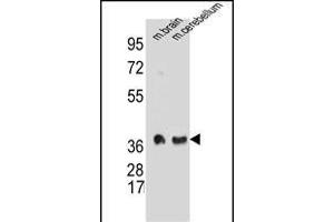 SYP Antibody (C-term) A western blot analysis in mouse brain and cerebellum tissue lysates (35 μg/lane). (Synaptophysin 抗体  (C-Term))