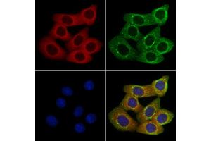 ABIN7094540 and ABIN7098589 staining Hela cells by IF/ICC. (GABRA5 抗体  (C-Term))