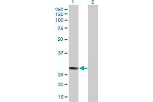 Western Blot analysis of MED7 expression in transfected 293T cell line by MED7 MaxPab polyclonal antibody. (MED7 抗体  (AA 1-233))