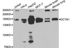 Western blot analysis of extracts of various cell lines, using DCTN1 antibody. (Dynactin 1 抗体)