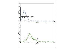 Flow cytometric analysis of k562 cells (bottom histogram) compared to a negative control cell (top histogram). (CYP8B1 抗体  (C-Term))