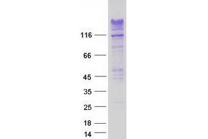 Validation with Western Blot (RNF213 Protein (Myc-DYKDDDDK Tag))