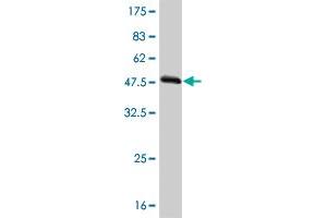 Western Blot detection against Immunogen (54. (TAZ 抗体  (AA 1-262))