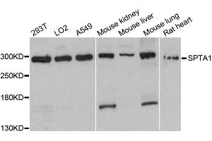Western blot analysis of extracts of various cell lines, using SPTA1 antibody (ABIN6291367) at 1:3000 dilution. (SPTA1 抗体)