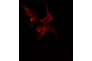 ABIN6275448 staining Hela cells by IF/ICC. (RIN1 抗体  (C-Term))