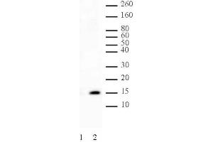 Histone H2A phospho Ser129 pAb tested by Western blot. (Histone H2A 抗体  (pSer129))