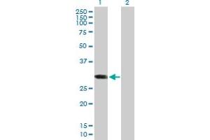 Western Blot analysis of ABCC10 expression in transfected 293T cell line by ABCC10 MaxPab polyclonal antibody. (ABCC10 抗体  (AA 1-282))