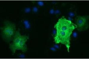 Anti-TUBA3E mouse monoclonal antibody (ABIN2453753) immunofluorescent staining of COS7 cells transiently transfected by pCMV6-ENTRY TUBA3E (RC209279). (TUBA3E 抗体)