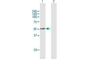 Western Blotting (WB) image for anti-RuvB-Like 2 (E. Coli) (RUVBL2) (AA 1-463) antibody (ABIN524254)