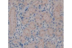 IHC-P analysis of Mouse Tissue, with DAB staining. (Kallikrein 7 抗体  (AA 30-249))