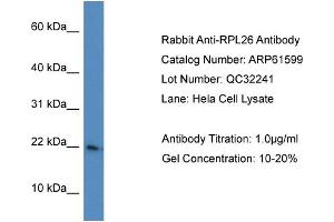Western Blotting (WB) image for anti-Ribosomal Protein L26 (RPL26) (C-Term) antibody (ABIN2788847) (RPL26 抗体  (C-Term))