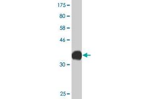 Western Blot detection against Immunogen (36. (CACNA1C 抗体  (AA 2039-2138))