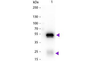 Western Blot of Biotin Conjugated Chicken Anti-Rabbit IgG Secondary Antibody. (小鸡 anti-兔 IgG (Heavy & Light Chain) Antibody (Biotin) - Preadsorbed)